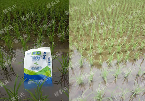什么肥料用在水稻苗上促生根快长?