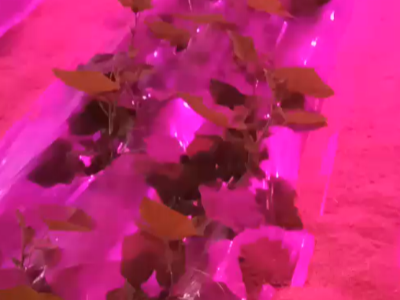 什么品牌的肥料对黄瓜苗长势好?