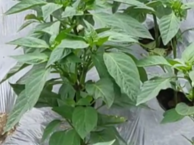 辣椒定植快长势好用什么肥料好?