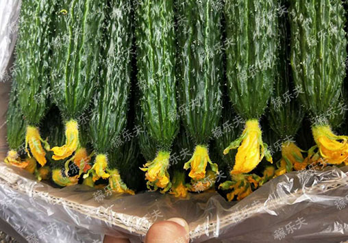 黄瓜上使用稼乐夫水溶肥结瓜多品质好