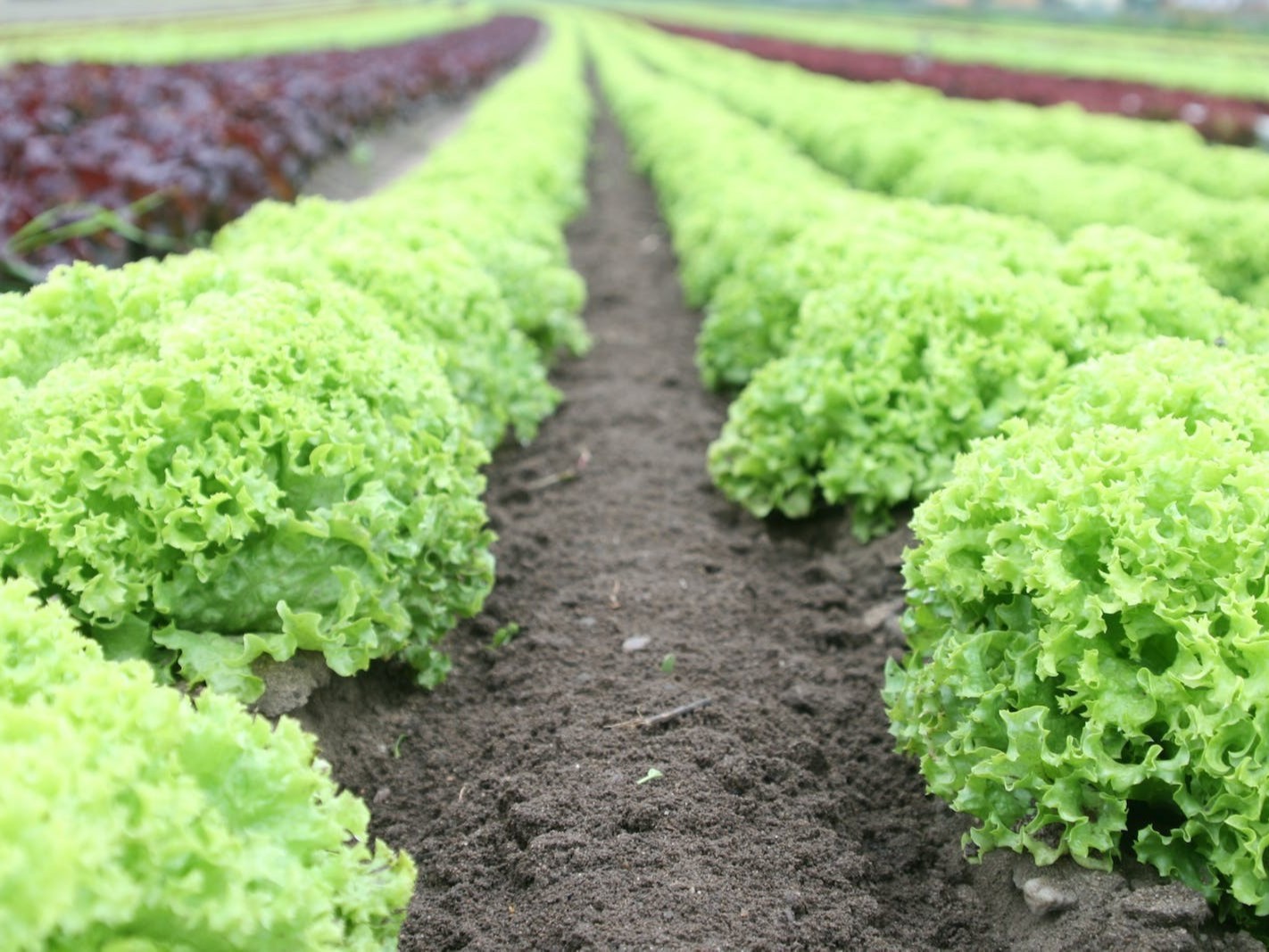 生菜的施肥技术，种植生菜如何科学施肥？